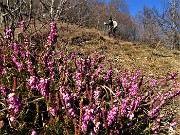 27 Erica in fiore sul sentiero